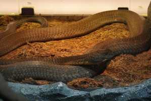 SINGAPORE ZOO (241)